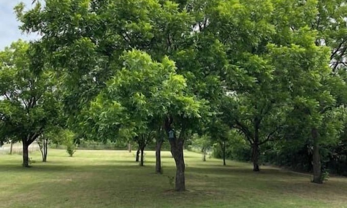 Graham Casa | Graham Pet Friendly Route 66 @ The Mistletoe Farm