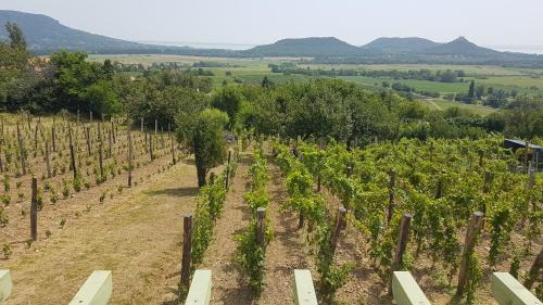 Hegymagas Casa | Grand Cru 4 Vendégház