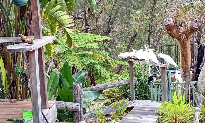 Mount Colah Casa | Grey Gum Cedar House Edge of National Park Deck BBQ Pool Bar Close to station