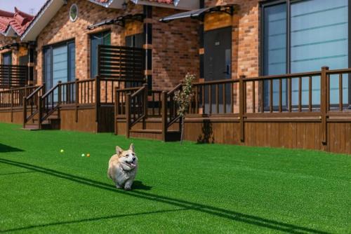 Gyeongju Casa | Gyeongju Helper pet Pension