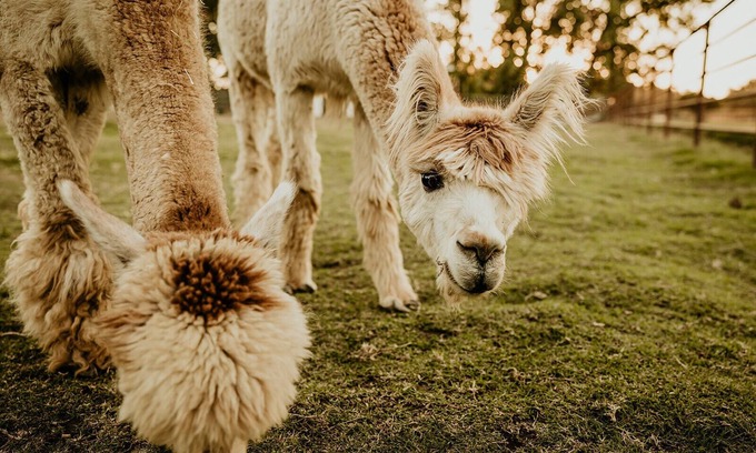 Exeter Otro | Hacienda de las Rosas Animal Sanctuary and Farm Experience