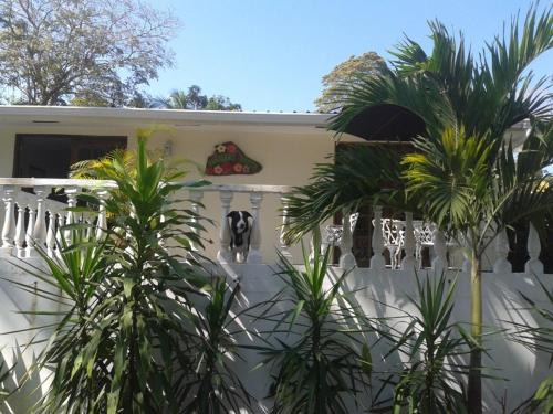 Contadora Island Cama Y Desayuno | Hibiscus House Bed and Breakfast