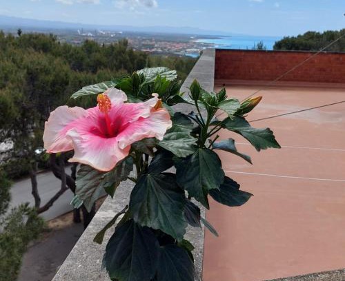 Castiglioncello Apartamento | Hibiscus