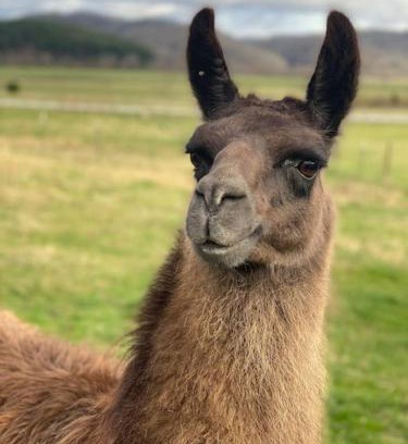 Brevard Casa | Hideaway on Hilton with Larry the Llama and Donkey