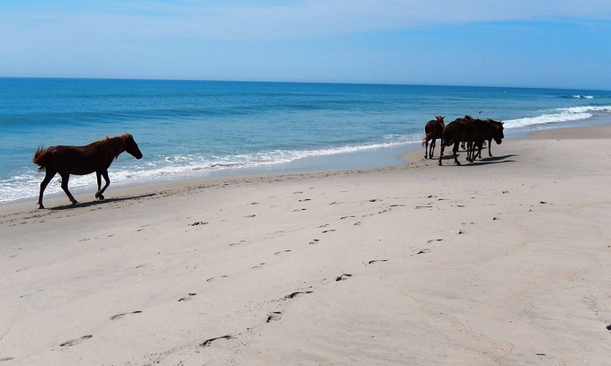 Assateague Pointe Casa | Inicio cerca de Bay Side-Assateague Pointe 193