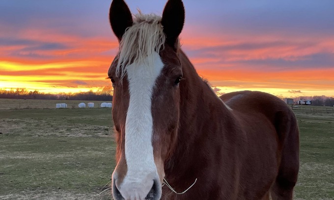 Seneca Casa | Horses, Big Sky, Tiny Home and Boat and Horse Trailer Parking