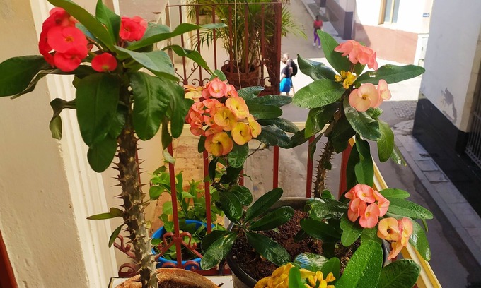 Old Havana Casa | Hostal Maria & Julio