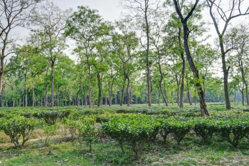 Golaghat Hotel | Hotel O Heritage Nest Resort Kazirnga