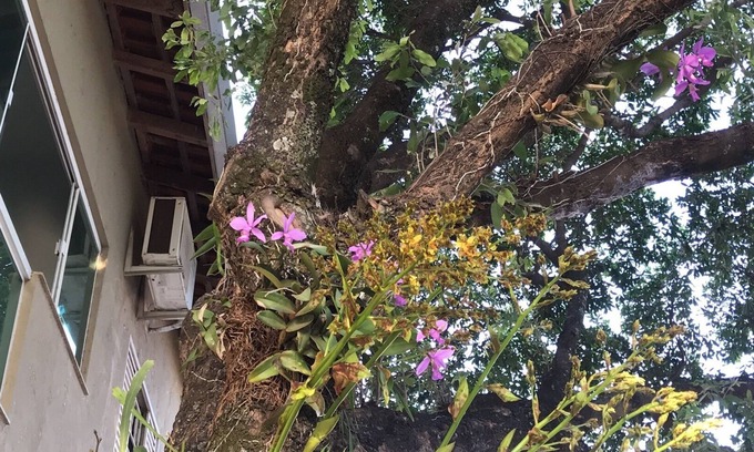 Alvorada Hotel | Hotel Pousada Calliandra