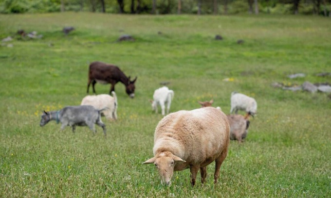 Hyde Park Apartamento | Hudson Valley Farm Getaway- West/Llama Lover Lane