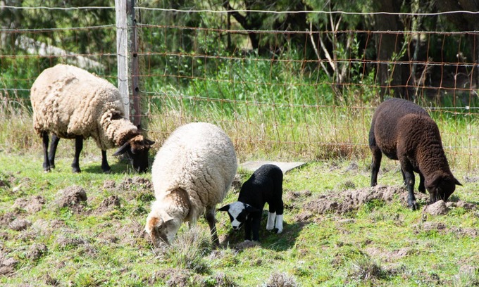 Quorrobolong Otro | Hunter Valley Luxury Farm Stay with Stunning Mountain Vistas