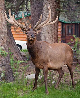 Estes Park Complejo | Idlewilde by the River