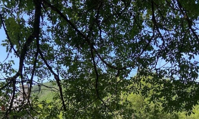 Corris Cabaña | Idyllic riverside cottage with garden in Corris