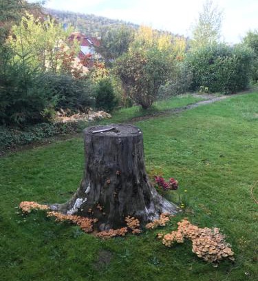 Fischbachtal Apartamento | Idyllische Wohnung mitten in der Natur „ Haus Magnolia „