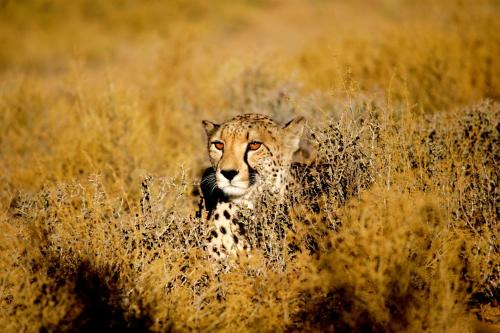 Witzenberg Cabina | Inverdoorn Game Reserve Lodge