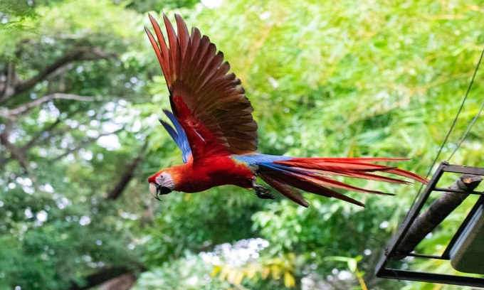Cabuya Hotel | Jungle Lodge at Wild Sun Rescue Center
