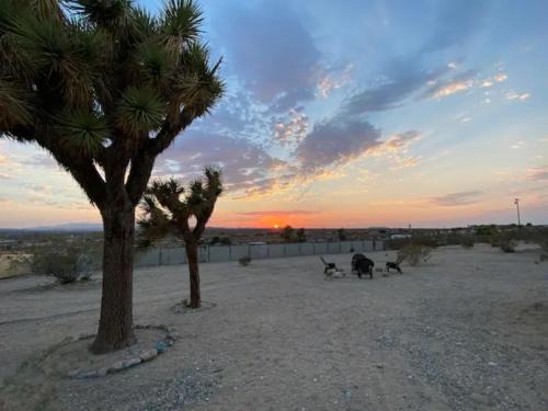 Joshua Tree Casa | KAMPINK! Pool, Spa, Gameroom Compound with Amazing Views on 2.5 Acres