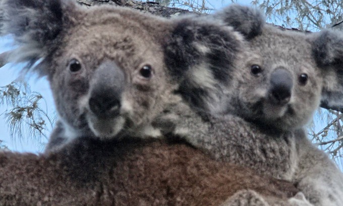 Point Lookout Apartamento | Koala Corner. Comfy one bedroom studio set in landscaped gardens.