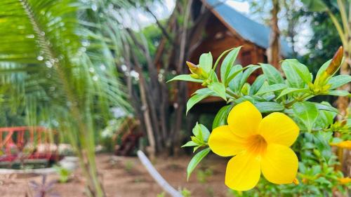 Sigiriya Cabina | Kurulu Kele Family Tree House