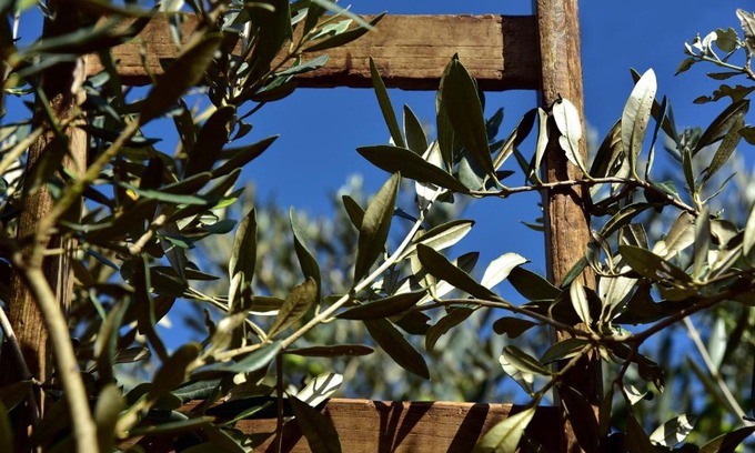 Civitella d'Agliano Casa | L'Olivo