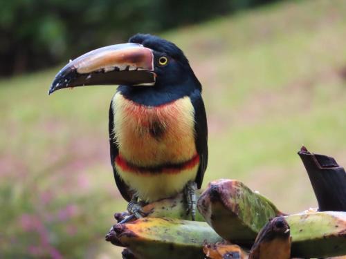 Arenal Cama Y Desayuno | La Ceiba Tree Lodge