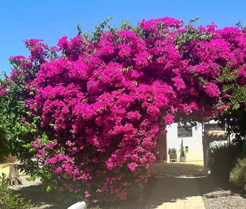 Arboleas Casa | Lavender Lodge Almeria
