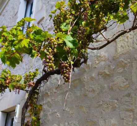 Cravant-les-Coteaux Cama Y Desayuno | Les Chambres de Nelly