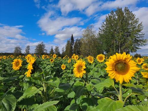 Ypaja Casa | Levomäki Farm Cottages