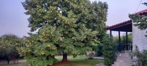 Peraia Casa | Lidden tree cottage