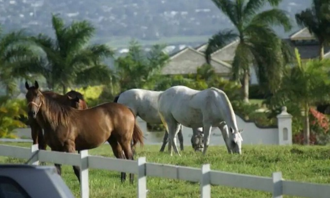 Christie Otro | Lion Castle Estate, country apart.