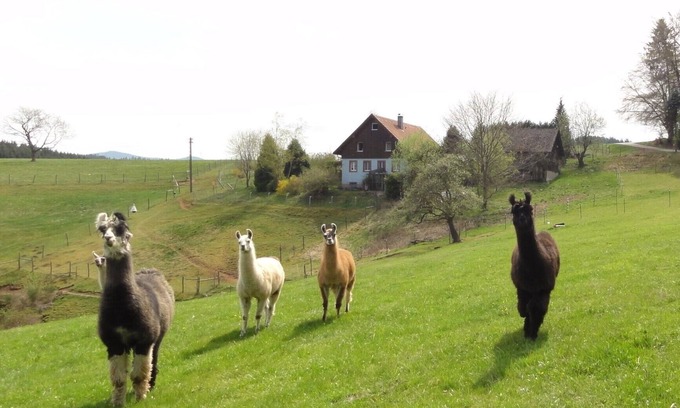 Biederbach Otro | Llama and Maine Coon farm in sunny and secluded location in Biederbach 3 rooms