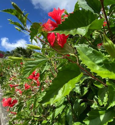 Case-Pilote Apartamento | Locations Morne aux Vents