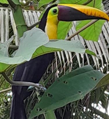 Bahía Drake Apartamento | Los Paniquines Ecolodge