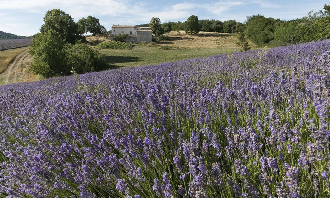Redortiers Casa | Bastide lujosa rodeada de lavanda