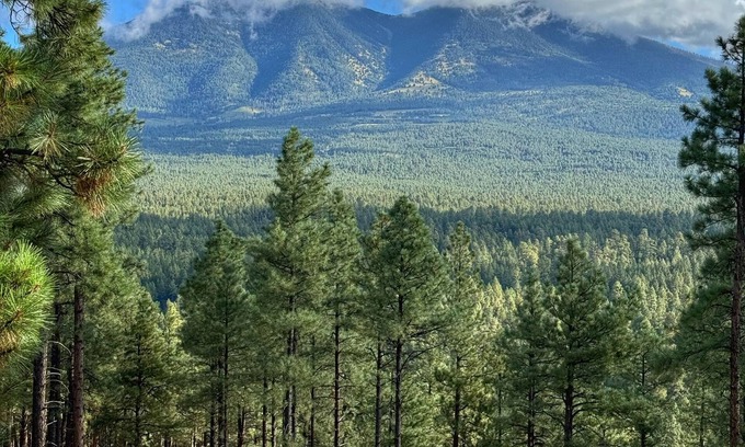 Flagstaff Cabina | Hidden Hollow Log Cabin + Kid's Treehouse (B / W Snowbowl y Downtown)