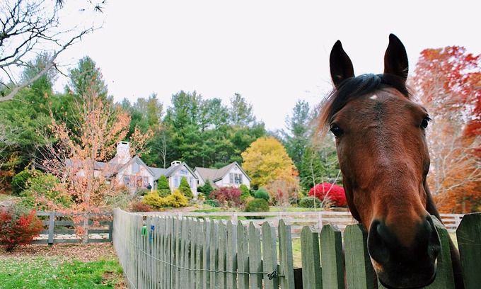 Banner Elk Cabaña | Luxury Wildflower Cottage: Mountain Views, Farm Animals, and Exquisite Decor