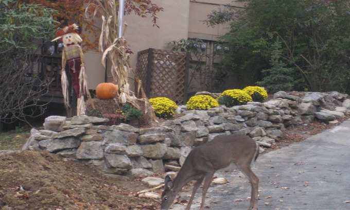 Beech Mountain Condominio | Den Lyons