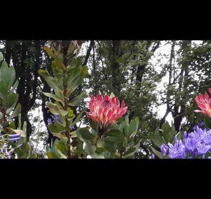 Ixopo Casa | Mac Nicol's Farm House B&B