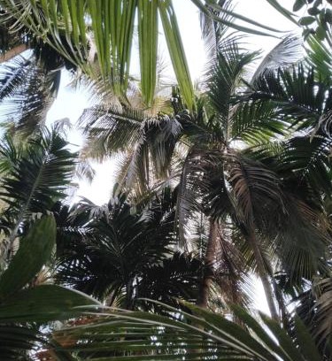 Nagaon Casa | MADHULI COTTAGE