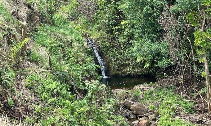 Paukaa Cama Y Desayuno | Magic Skies Top Floor Waterfall Botanical Room