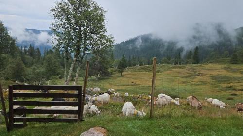 Vinje Chalet De Esquí | Magic View - Unspoiled nature - Summer mountain pasture with goats