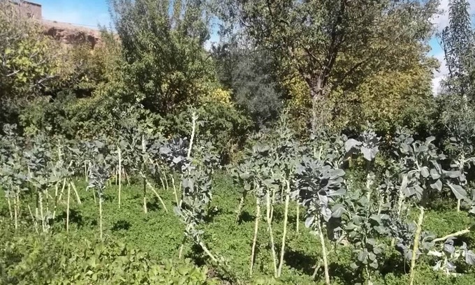 Ait Sedrate Jbel El Soufla Cama Y Desayuno | Maison d'hôtes Mogador chez habitants