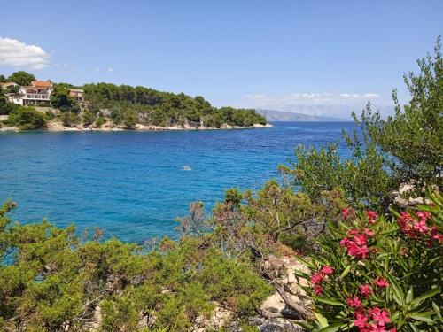 Cove Basina (Jelsa) Apartamento | Mala Basina -Maslina