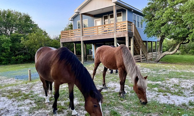Carova Beach Cabaña | ManeStay Modern Coastal Beach Cottage, where wild horses roam free!