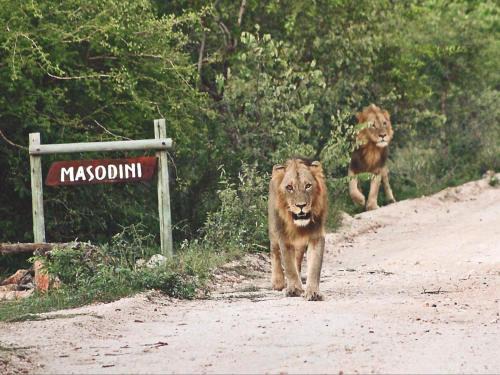 Maruleng Cabina | Masodini Game Lodge