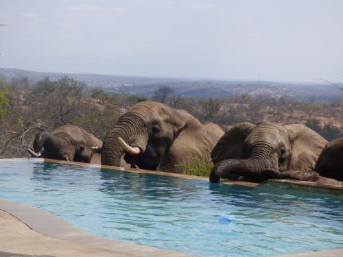 Phalaborwa Cabina | Mbizi Bush Lodge