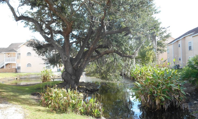Kissimmee Hotel | Mickey's Paradise