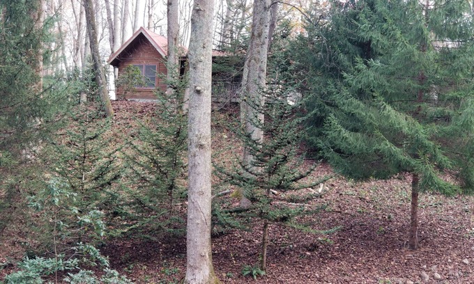 Waynesville Cabina | Moose Crossing Tall Woods Cabin, number 3