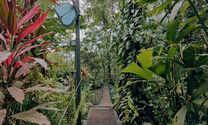Cocles Cabina | Morpho - adventurous Treehouse with amazing 360 view with pool and wifi access
