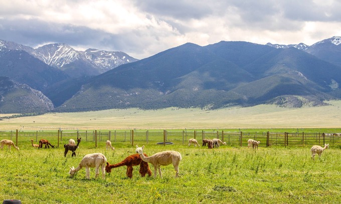 Whitehall Cabina | Mountain-View Montana Rental Cabin on Alpaca Farm!